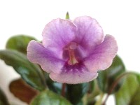 Sinningia 'Country Freedom' Sinningia 'Country Freedom'